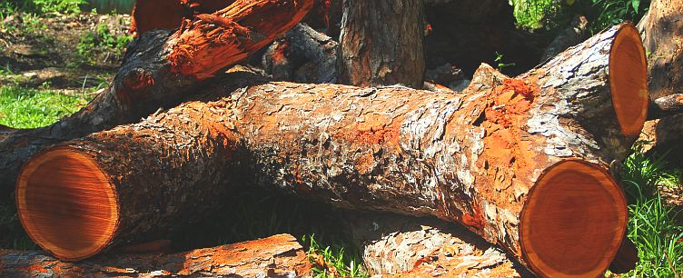 Raw mahogany wood